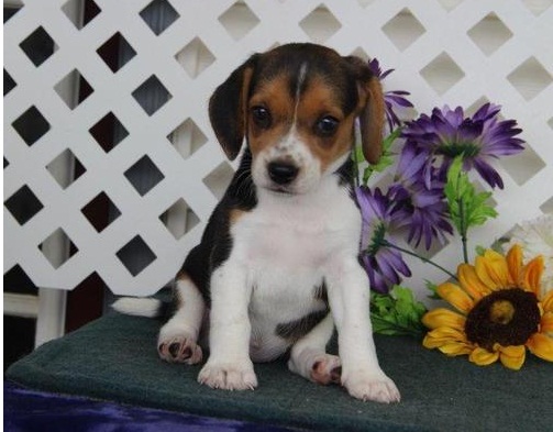 ♥ ✿Gorgeous Beagle puppies for re homing✿✿ Image eClassifieds4u