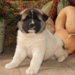 ♥ ✿Healthy Akita Inu Puppies for Rehoming ✿✿ Email at ⇛⇛ brookthomas490@gmail.com Image eClassifieds4u