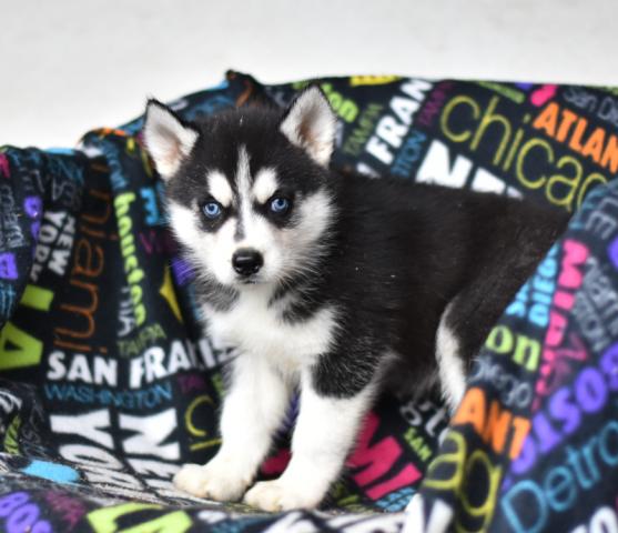 ❤️❤️ Healthy Siberian Husky Puppies Available Now￼￼Email at brookthomas490@gmail.com Image eClassifieds4u