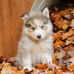*POMSKY PUPPIES-READY FOR NEW HOMES**￼💕Delivery possible Image eClassifieds4u