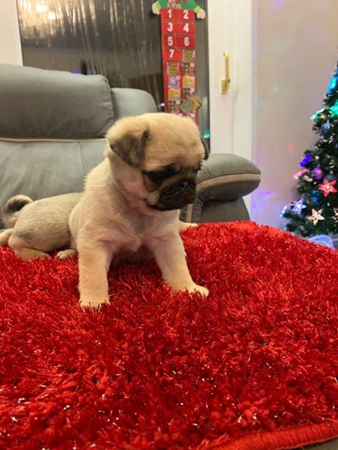 ***PUG PUPPIES-READY FOR NEW HOMES*** Image eClassifieds4u
