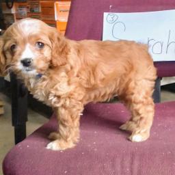 we have adorable Cavapoo puppies for adoption✿✿ Email at ⇛⇛ [peterparkertempleton@gmail.com] Image eClassifieds4u