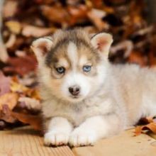 12 weeks old Pomsky Pups *Trained*￼￼Email at ⇛⇛ [brookthomas490@gmail.com]