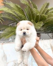  2 adorable chow chow male and female puppies
