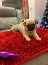 ♥ ✿Adorable Pug puppies available For Sale✿✿ Email at ⇛⇛ brookthomas490@gmail.com