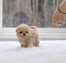 ♥ ✿Adorable Toy Poodle Puppies For Sale✿✿