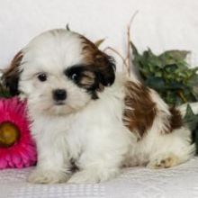 Affectionate shih tzu puppies💕Delivery possible🌎