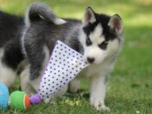 ❤️❤️ Amazing Siberian Husky Puppies Available￼￼❤️❤️ brookthomas490@gmail.com