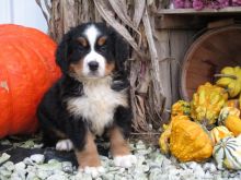  Bernese Mountain puppies for sale💕Delivery possible🌎