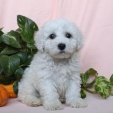 ♥ Bichon frise puppies Available ✿Email at ⇛⇛ [brookthomas490@gmail.com]💕Delivery p