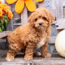 Cavapoo Puppies Boy and girl From Kc Parents for sale EMAIL#: [brookthomas490@gmail.com]