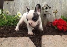 ♥ Charming French Bulldog puppies available✿ Email at ⇛⇛[brookthomas490@gmail.com]