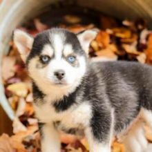 ❤️❤️ CKC REGISTERED POMSKY PUPS ￼️❤️❤️Email brookthomas490@gmail.com