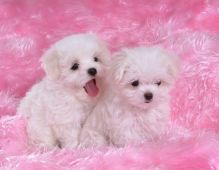 Cute Maltese puppies ready💕Delivery possible🌎Email at ⇛⇛[peterparkertempleton@gmail.com]