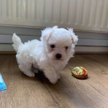 ❤️❤️ Cute Maltipoo Puppies Are Ready For Rehoming❤️❤️