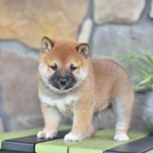 ❤️❤️ Cute Shiba Inu Puppies❤️❤️ Email at ⇛⇛ [brookthomas490@gmail.com]