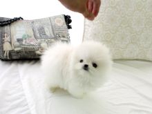 Gorgeous Male and Female Pomeranian puppies.Email at ⇛⇛ [peterparkertempleton@gmail.com]