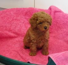  Health Tested Cavapoo Puppies Boy and girl From Kc Parents for sale