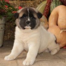 ♥ ✿Healthy Akita Inu Puppies for Rehoming ✿✿ Email at ⇛⇛ brookthomas490@gmail.com