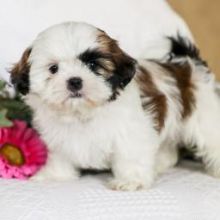 ♥ ✿Healthy Shih tzu Puppies available ✿✿ Email at ⇛⇛ [brookthomas490@gmail.com]