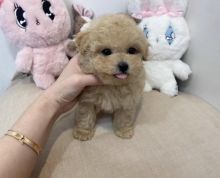 ❤️❤️ Home Raised Toy Poodle puppies available❤️❤️