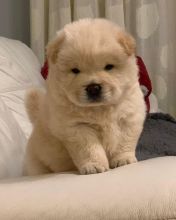 KC registered Chow Chow puppies