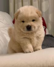 KC registered Chow Chow puppies