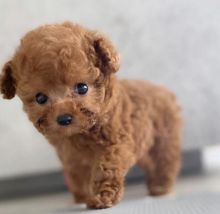 Magnificent Toy Poodle Puppies Available✿✿ Email at ⇛⇛ [brookthomas490@gmail.com]