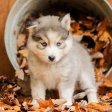 ❤️❤️ *POMSKY PUPPIES-READY FOR NEW HOMES**￼❤️❤️