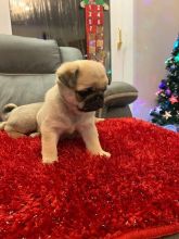 ***PUG PUPPIES-READY FOR NEW HOMES***