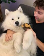 Snow white Samoyed Puppies available Email at ⇛⇛ [brookthomas490@gmail.com]
