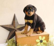  ♥‿Two Rottweiler Puppies✿✿ Email at ⇛⇛ [peterparkertempleton@gmail.com]