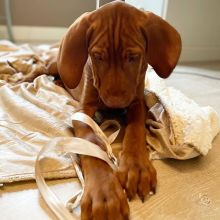 ❤️❤️ Vizsla ❤️❤️ brookthomas490@gmail.com