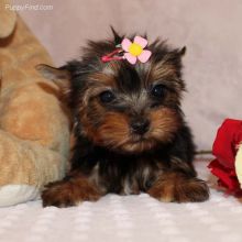 ❤️Yorkie puppies ready for their new homes ❤️Email at ⇛⇛ [brookthomas490@gmail.com]