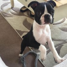 Adorable Boston terrier Puppies Available Email at ⇛⇛[peterparkertempleton@gmail.com]💕