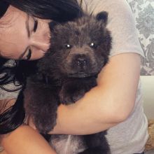 ADORABLE CHOW CHOW PUPPIES NOW READY FOR ADOPTION