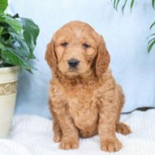 Adorable Golden doodle Puppies￼