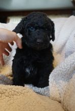 Adorable Goldendoodle Puppies For Adoption