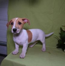 Adorable Jack Russel Terrier puppies for new home💕Delivery possible🌎