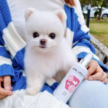 Adorable Pomeranian Puppies For Adoption