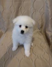 Affectional Japanese Spitz Puppies For Adoption