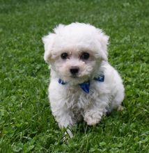 Affectionate Bichon Frise Puppies For Adoption