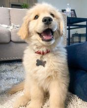 Affectionate Golden Retriever Puppies For Adoption