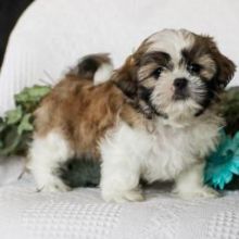 Affectionate shih tzu puppies 🐶 🐕 brookthomas490@gmail.com