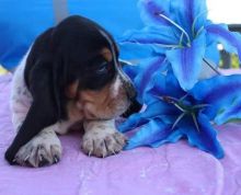 Amazing Male and female basset hound puppies