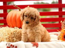 Beautiful Golden-doodle Puppies (CKC Registration)￼￼💕Delivery possible🌎