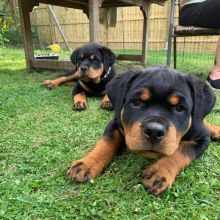 Beautiful male and female Rottweiler puppies.