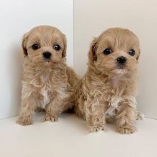 Beautiful Maltipoo puppies Available