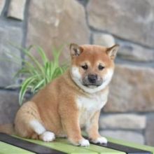 Beautiful Shiba Inu puppies available✿💕Delivery possible🌎