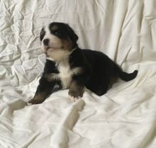 Bernese Mountain Dog Puppies For Re-Homing